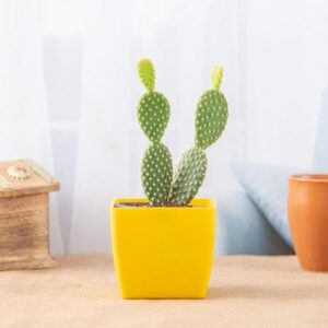 Cactus Plant