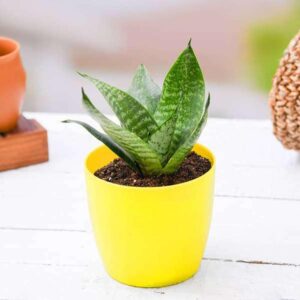 Sansevieria Plant