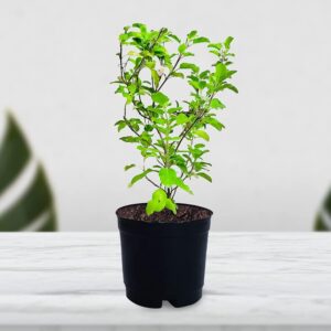 Tulsi Plant Online