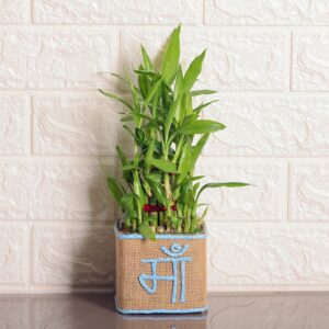 Maa Bamboo Plant