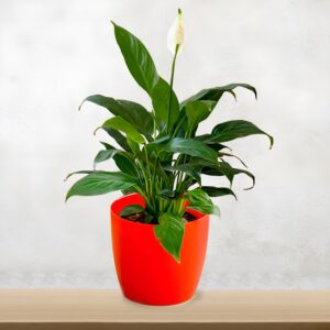 Peace Lily