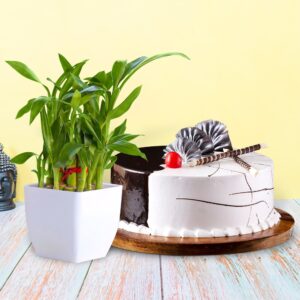 Combo gifts : Choco Vanilla Cake With Bamboo Plant