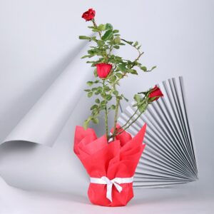 Adorable Red Rose Plant